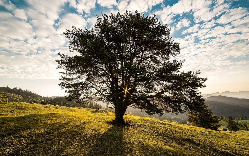 Tree structure in relational db – Symfony: theory and use